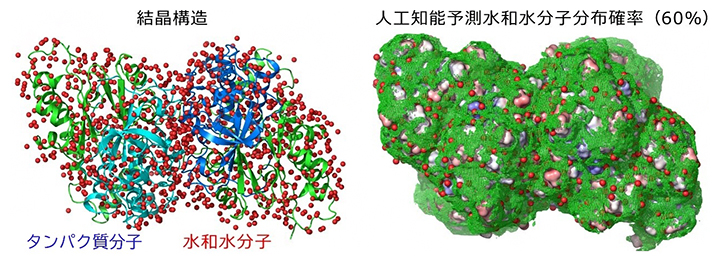 タンパク質の結晶構造解析およびAIが予測した水和水分子の分布の図