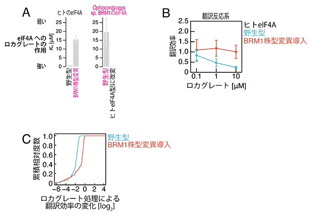 BRM1株型eIF4Aのロカグレート抵抗性の図
