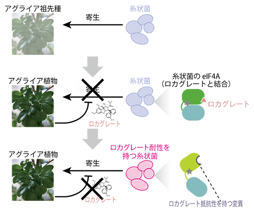 ロカグレートを介した、植物と糸状菌の生存競争の図