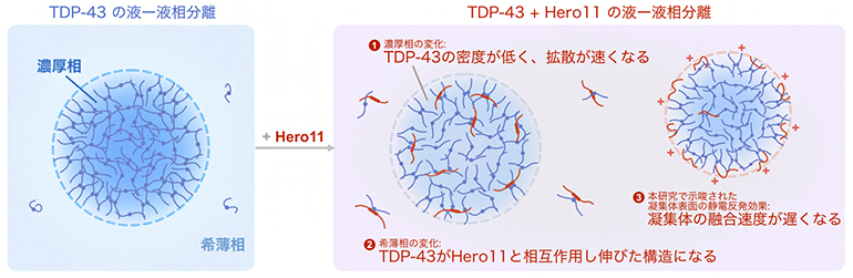 TDP-43の液-液相分離をHero11が制御する分子メカニズムの図