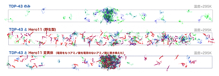 TDP-43とHero11の粗視化分子モデルによるシミュレーションの結果の図