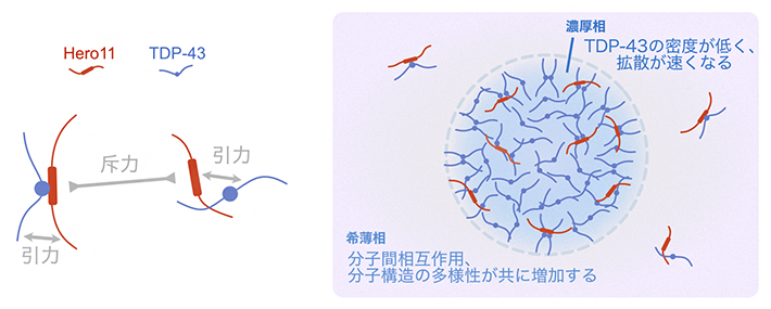 Hero11とTDP-43の間の分子間相互作用と液-液相分離の模式図の画像