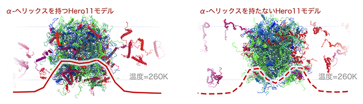 α-ヘリックスの有無によるTDP-43による凝縮体(液滴)におけるHero11の配置の違いの図