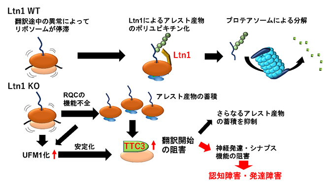 神経細胞内でのリボソーム品質管理機構（RQC）の破綻によるTTC3の蓄積と認知障害・発達障害の図