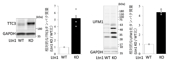 Ltn1-KO神経細胞で上昇しているTTC3およびUFM1化タンパク質の図