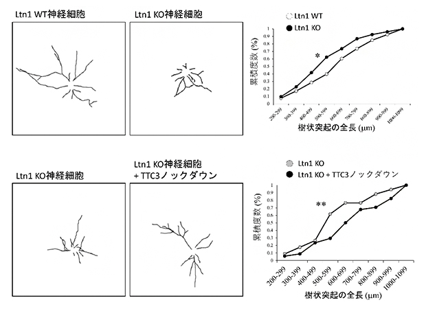 Ltn1-KO神経細胞で蓄積するTTC3と神経突起の成長の関係の図