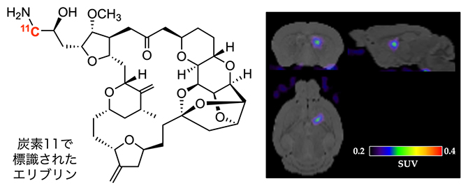 11Cで標識された抗がん剤エリブリンとPETイメージングによるマウス脳腫瘍細胞の図