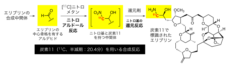 炭素11(11C)で標識されたエリブリンの合成戦略の図