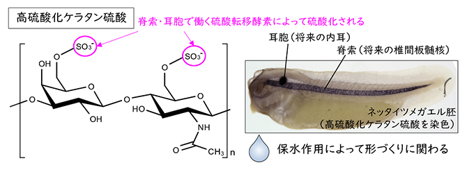 組織特異的に発現する硫酸転移酵素によって生合成される高硫酸化ケラタン硫酸の図