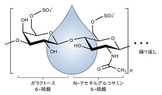 高硫酸化ケラタン硫酸の構造の図