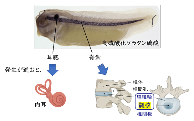 高硫酸化ケラタン硫酸が蓄積した組織の図