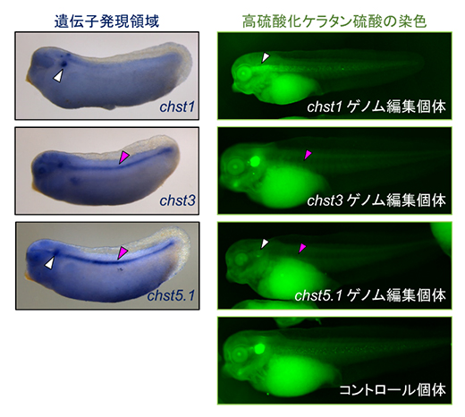 硫酸転移酵素遺伝子の発現と機能の図