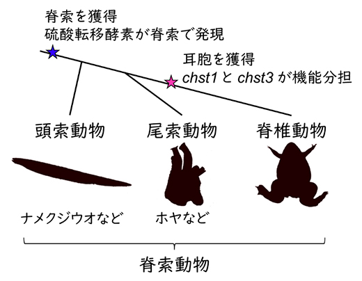 脊索動物の系統関係と高硫酸化ケラタン硫酸に関する進化イベントの図