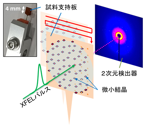 X線自由電子レーザー（XFEL）によるX線回折データ測定の模式図の画像