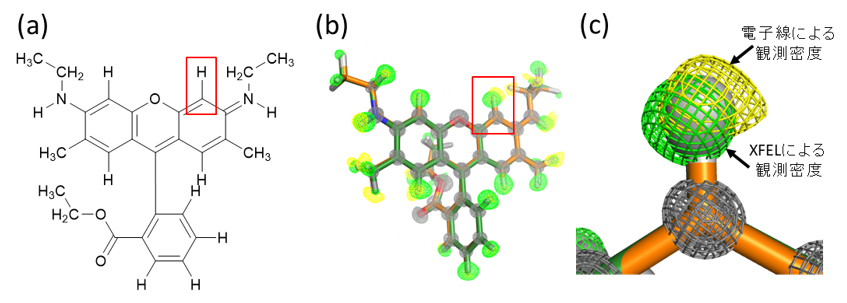 XFELおよび電子線を用いて決定した結晶中のローダミン6Gの立体構造の図