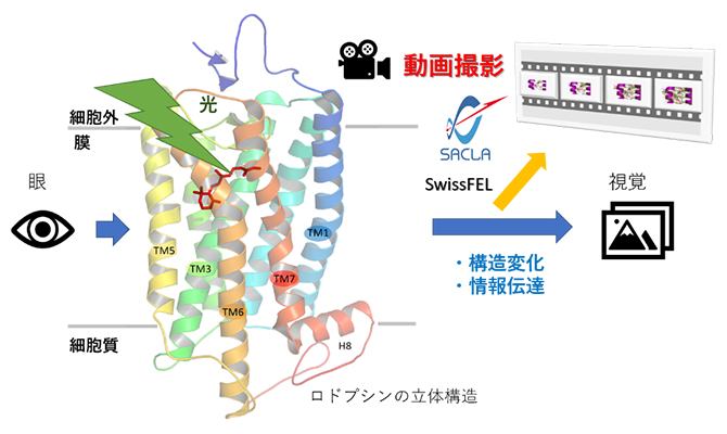 今回の研究成果の概略図の画像