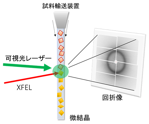 連続フェムト秒結晶構造解析(SFX)法の図