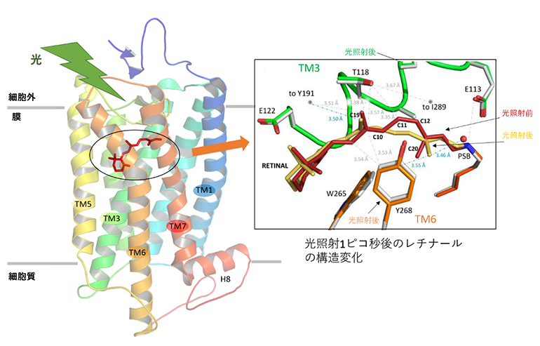 光照射1ピコ秒後におけるレチナールの構造変化の図