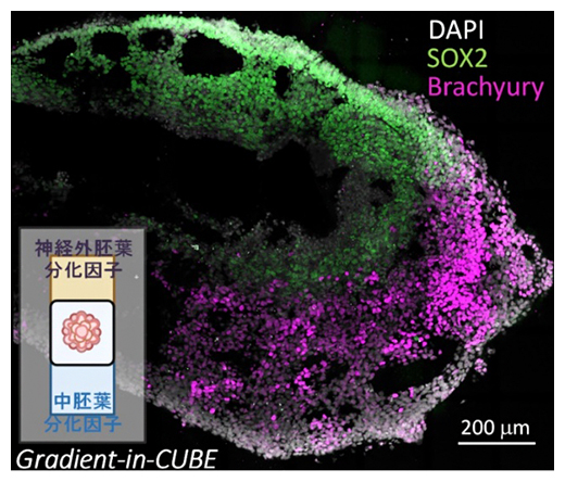 Gradient-in-CUBEシステムによるiPS細胞塊の分化局在誘導の図