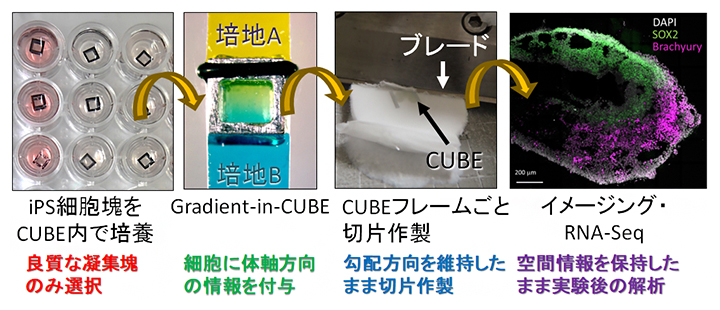 CUBEを用いたオルガノイド培養・体軸付与・切片作製・解析のワークフローの図