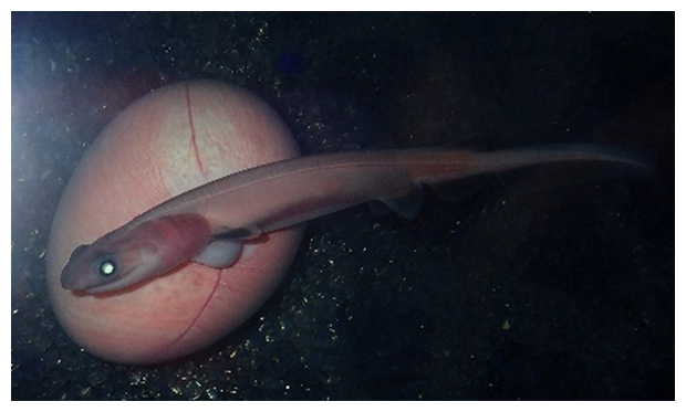 巨大な卵黄を持つ胎生サメ「ラブカ」の胚の写真
