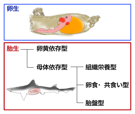 軟骨魚類の繁殖様式の分類の図