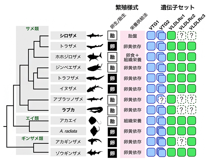 軟骨魚類(12種)のビテロジェニン(VTG)遺伝子とVLDLR遺伝子の図