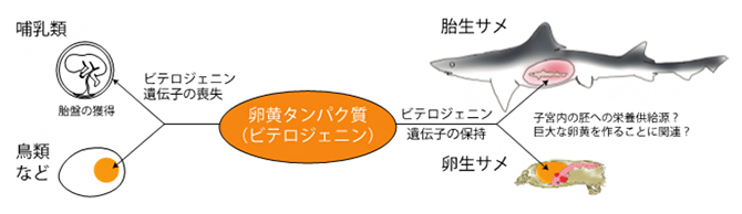 脊椎動物の繁殖様式とビテロジェニンの関係の図