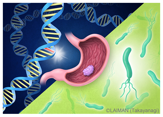 遺伝要因とピロリ菌感染による胃がんリスクの図