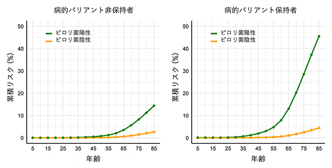 病的バリアントとピロリ菌感染情報を組み合わせた、85歳までの胃がんの累積リスクの図