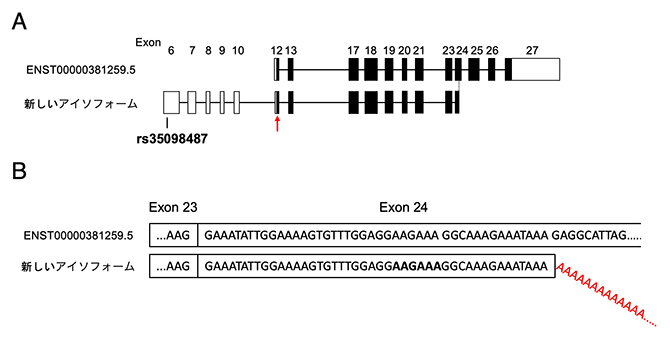 CCDC91遺伝子転写産物の新しいアイソフォームの構造の図