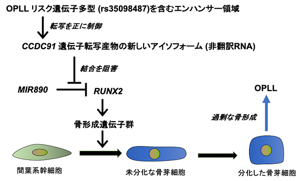 CCDC91遺伝子転写産物の新しいアイソフォームとOPLLリスク遺伝子多型の役割の図