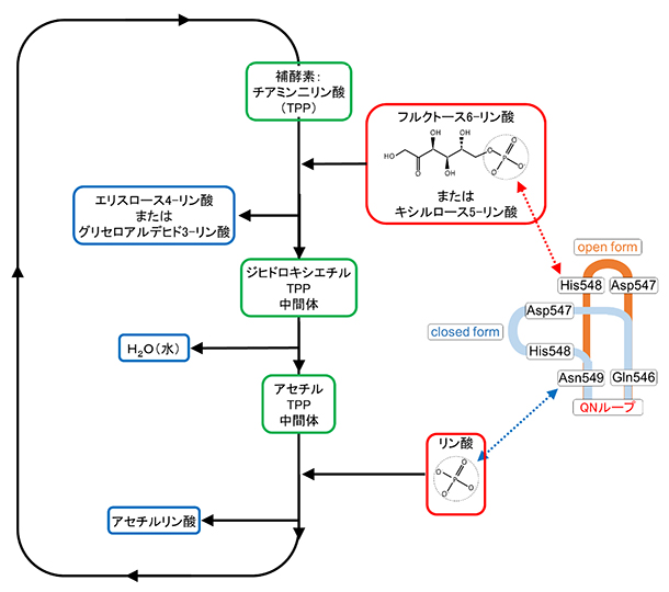 ホスホケトラーゼの反応メカニズムの模式図の画像