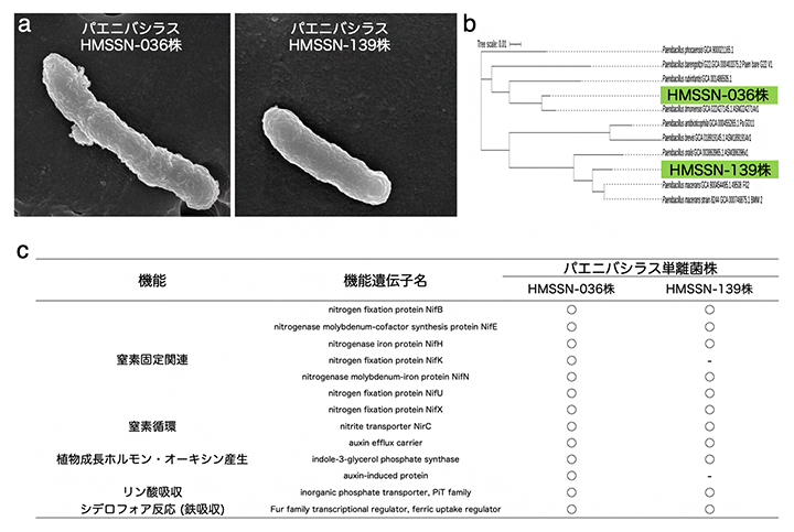 重要因子として予測された土壌共生菌の特徴の図