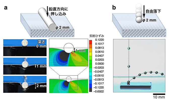 力学極性ゲルの局所押し込みにおける非対称変形と、一方向運動への応用の図