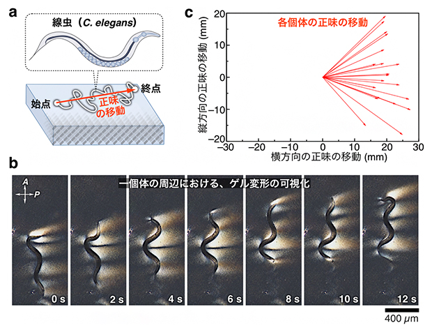 力学極性ゲルが誘起する線虫（C. elegans）の一方向走行の図