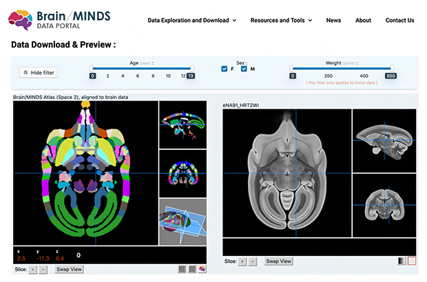 コモンマーモセットのデジタル脳MRIの公開データベースのサイトの図