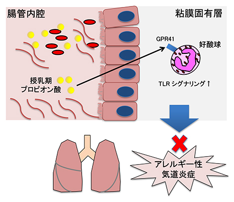 プロピオン酸-GPR41経路を介したアレルギー性気道炎症の抑制の図