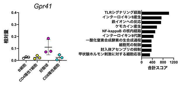 GPR41発現細胞としての好酸球同定と好酸球に影響を与える遺伝子の可能性の図