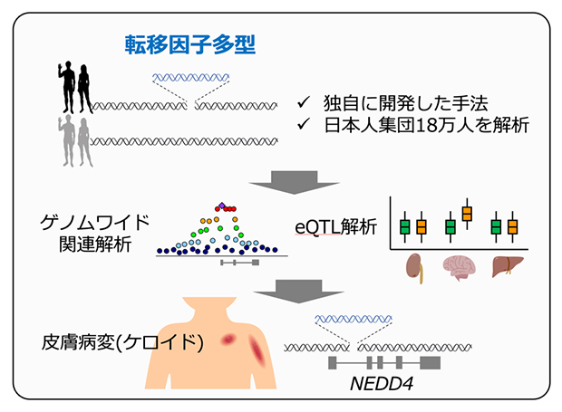 転移因子多型を遺伝統計解析に取り入れ、ケロイドのリスクとなる変異を特定の図