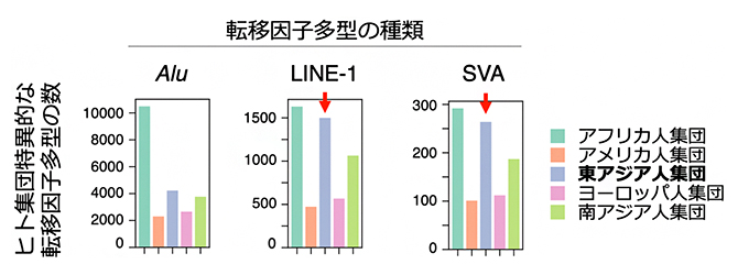 ヒト集団特異的な転移因子多型の数の図