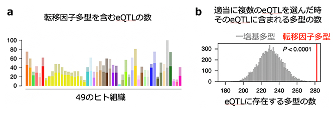 転移因子多型を含むeQTLの図