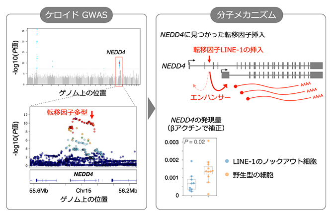 ケロイド重症化の原因遺伝子の一つであるNEDD4の発現を上昇させる転移因子挿入の図