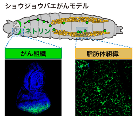 ショウジョウバエ幼虫のがん組織から分泌され、遠隔の脂肪体組織に作用するネトリンの図