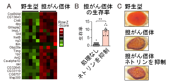 がん細胞で発現する分泌因子ネトリンが個体の生存率に及ぼす影響の図