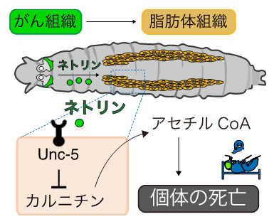 ネトリンによる遠隔組織のカルニチン代謝抑制と死の誘導の図