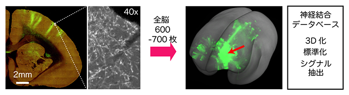 2光子連続トモグラフィー(STPT)法による高解像度3Dイメージングの図