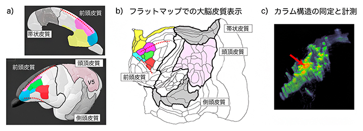 フラットマップによる大脳皮質の解析の図