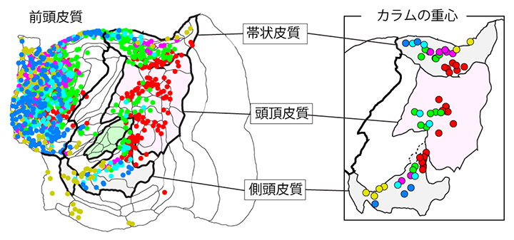 カラム状シグナルの分布の図