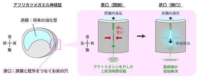 アフリカツメガエル胚の原口の開閉を制御するアクトミオシンを介した収縮機構の図